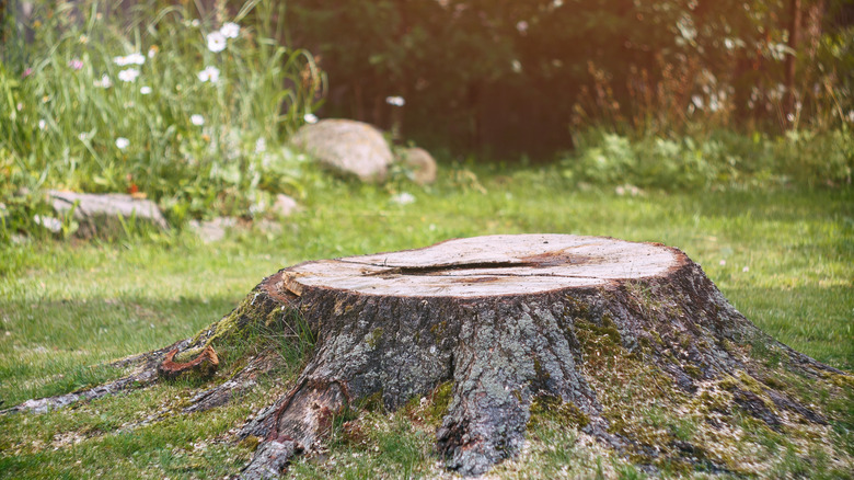 tree stump in yard