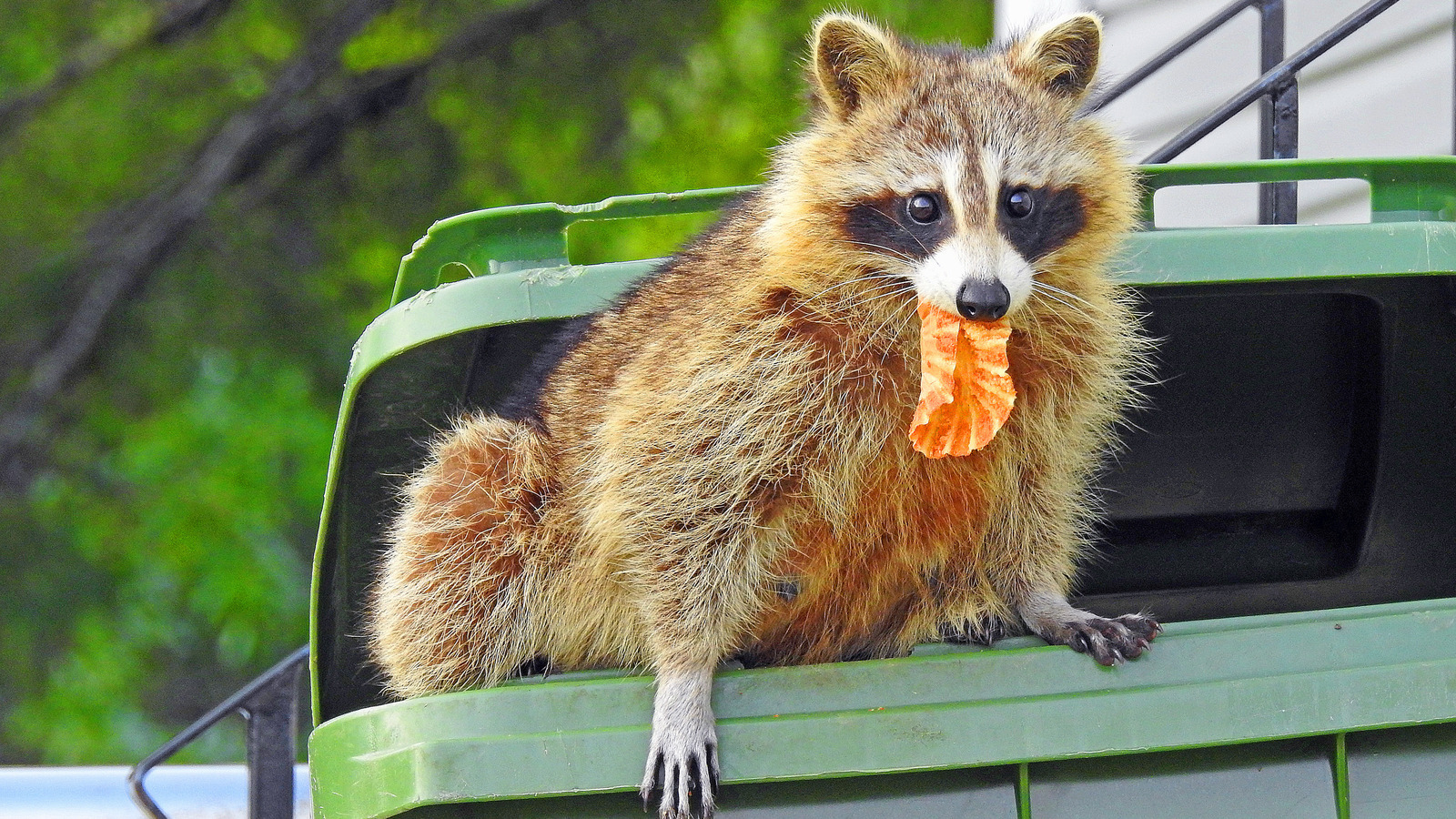 Can Vanilla Extract Really Help Keep Raccoons Out Of Trash Cans?
