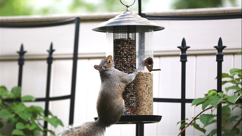 Squirrel climbs onto bird feeder