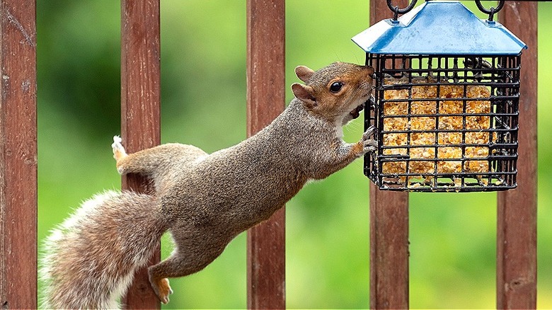 Squirrel reaching for bird feeder