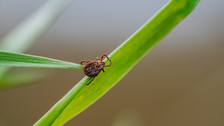 A tick crawling on a leaf