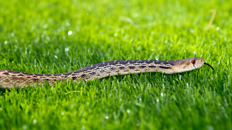 snake in the garden 