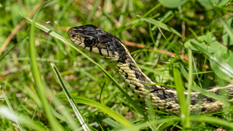 snake in the grass 