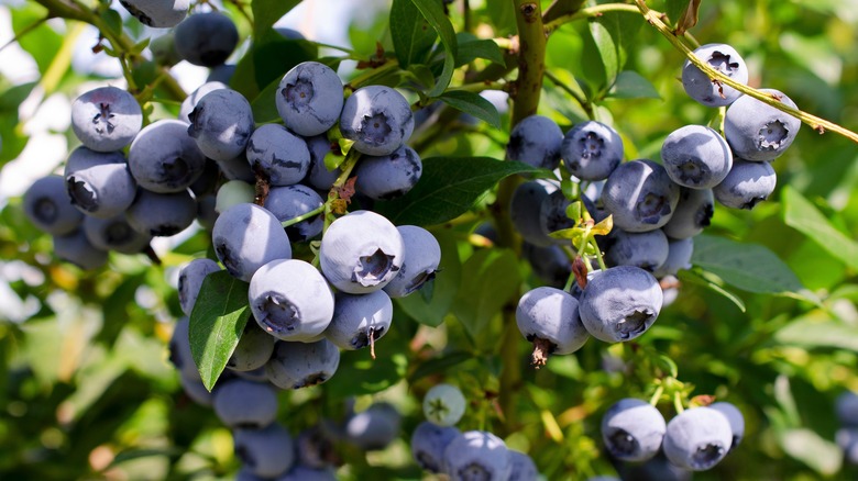 Close-up of a blueberry bush with ripe blueberries growing