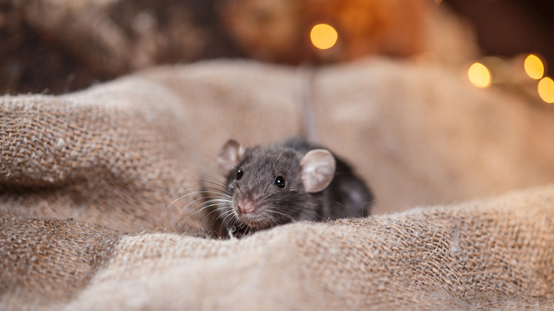 A gray mouse sitting on a piece of burlap