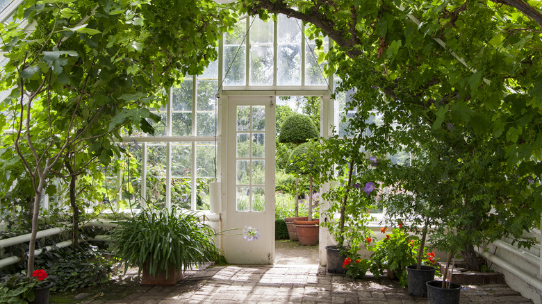 Greenhouse home