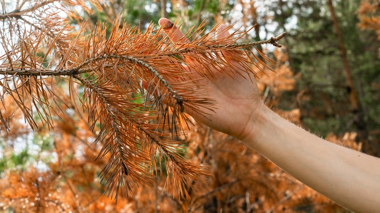 hand dried pine needles tree