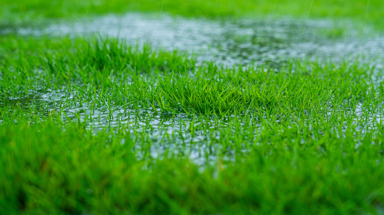 Oversaturated lawn with water puddles