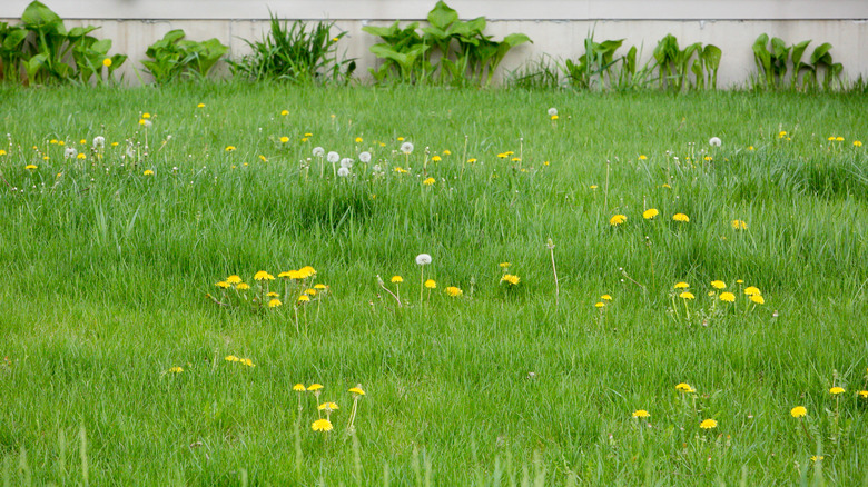 weeds growing in lawn