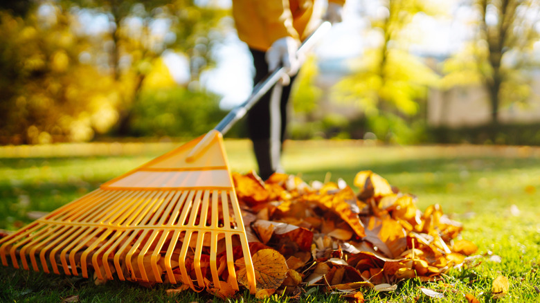Person raking up autumn leaves in yard