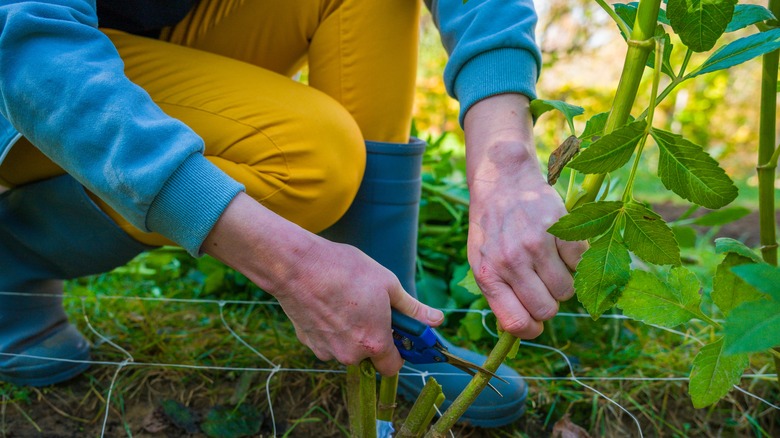 person cutting back dahlias in garden