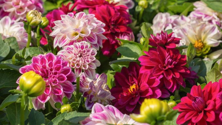 Assorted red and pink dahlia flowers