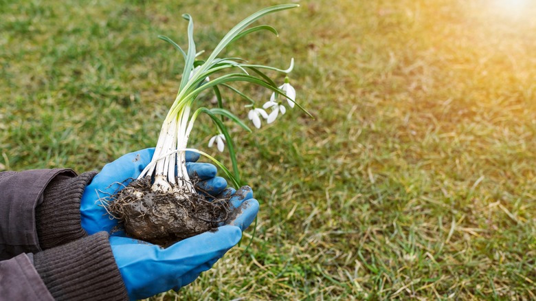 hands holding plants with bulbs