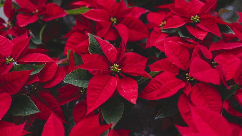 multiple red poinsettia plants
