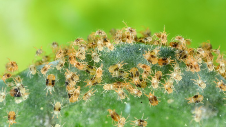 Spider mites on plant