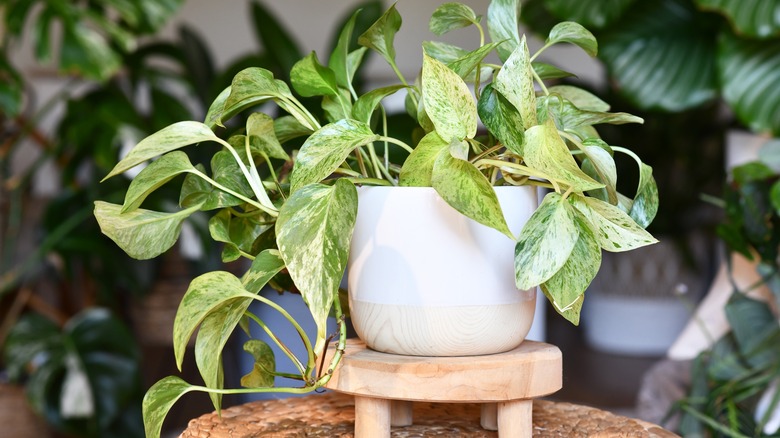 pothos plant in white pot