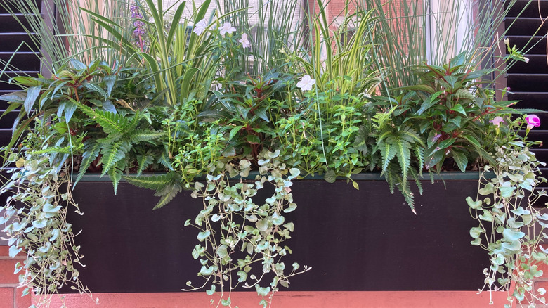Silver falls used as a dramatic spiller plant in a planter