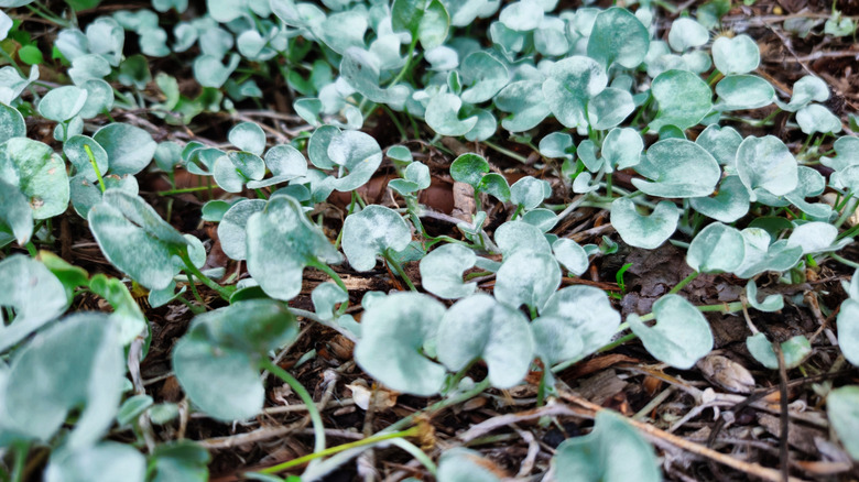 Closeup of 'Silver Falls' growing as a ground cover
