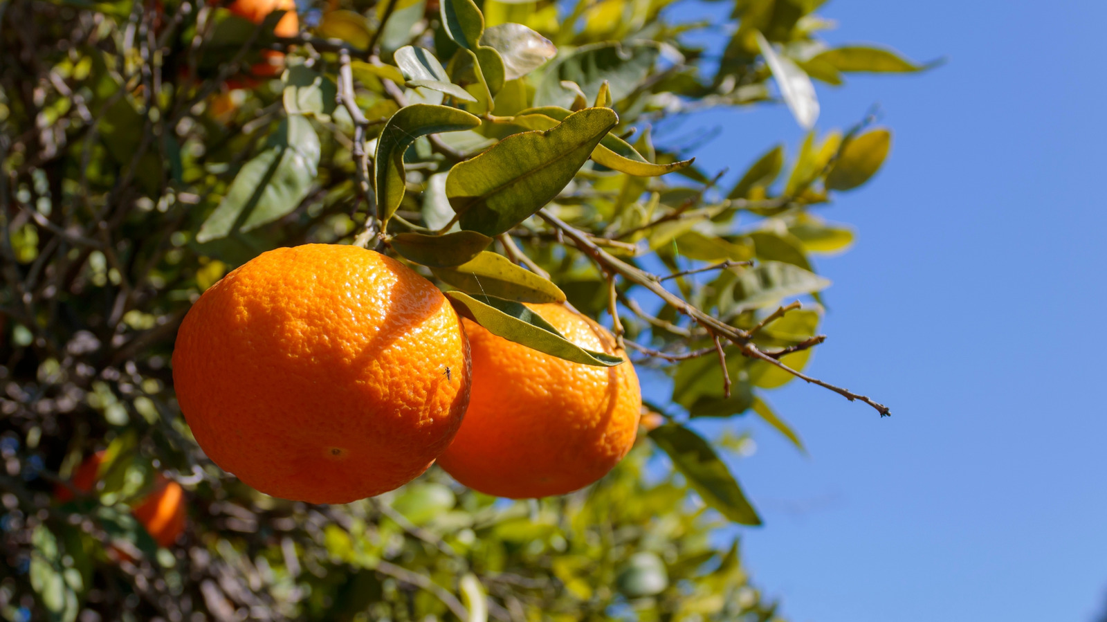 Can You Grow Clementines From Seed In The Garden?