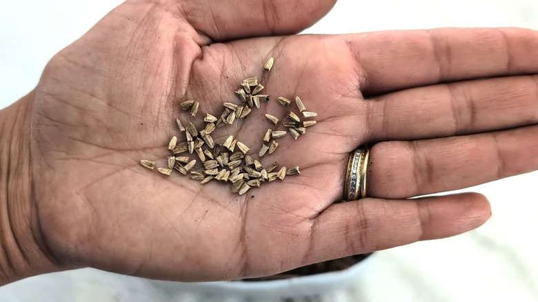 Hand holding a collection of coneflower seeds, a gold and diamond band on the ring finger