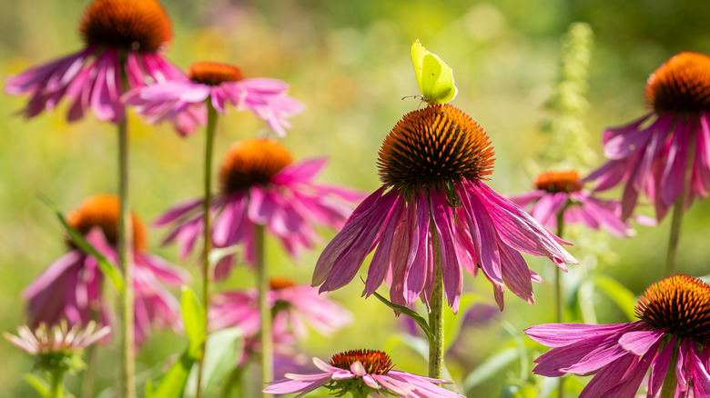 View of pink coneflowers with small yellow butterfly on top of the petals
