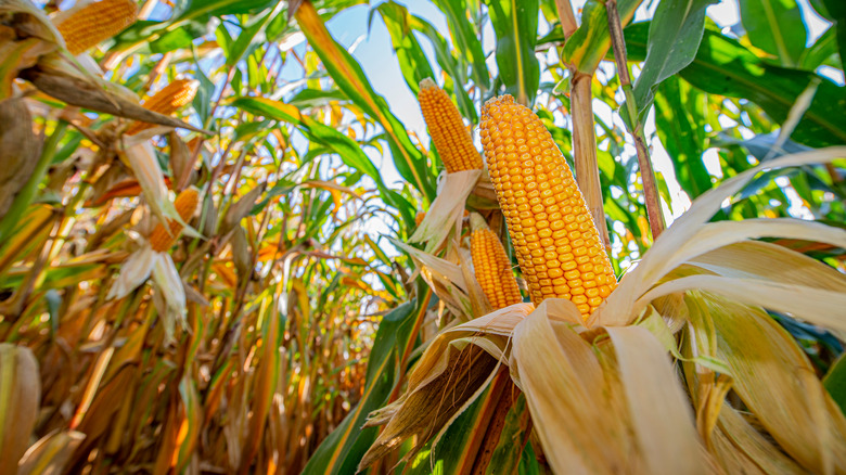 corns in corn field