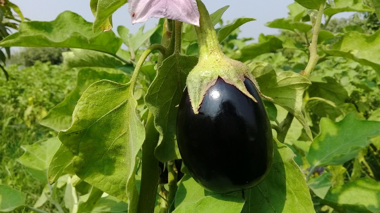 An eggplant plant