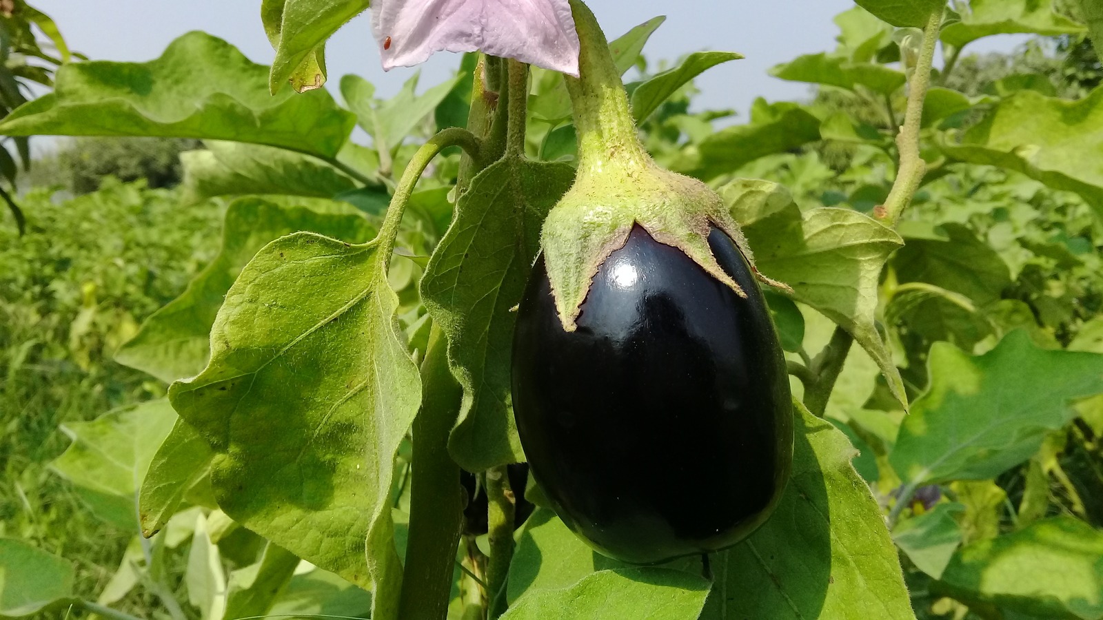 Can You Grow Eggplants In Container Gardens? Here's What You Need To Know