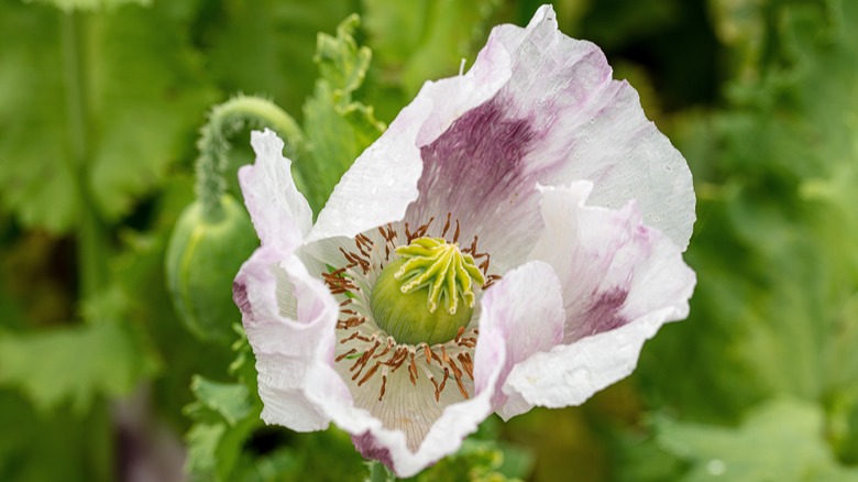 A purple Papaver somniferum poppy lightly covered with raindrops.
