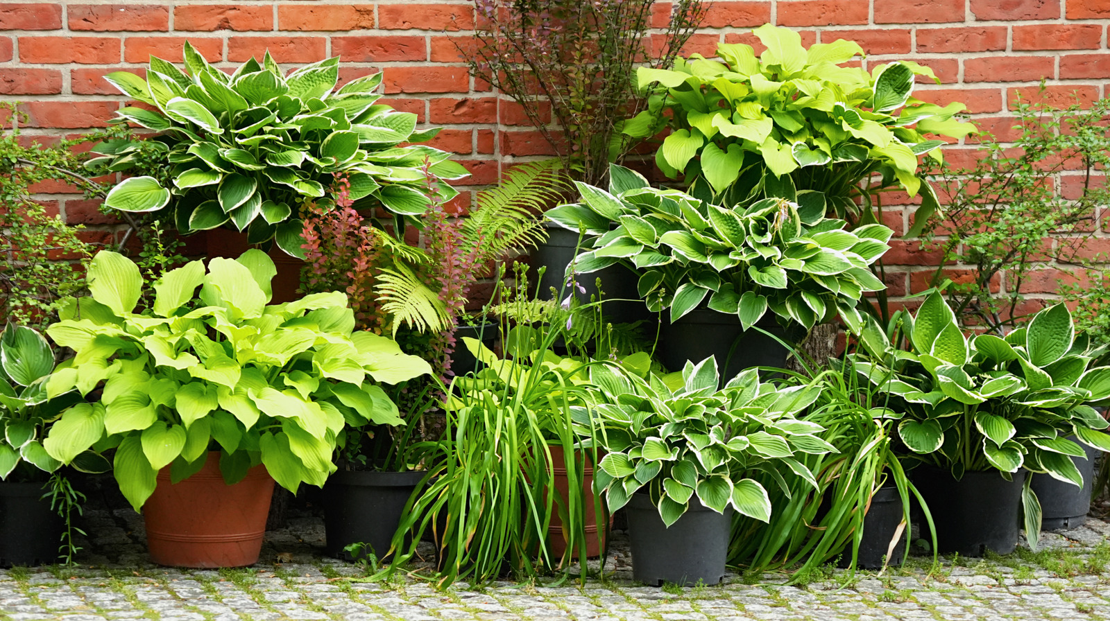 Container Hosta Can You Grow Hosta Plants In Containers? Here's What To Know