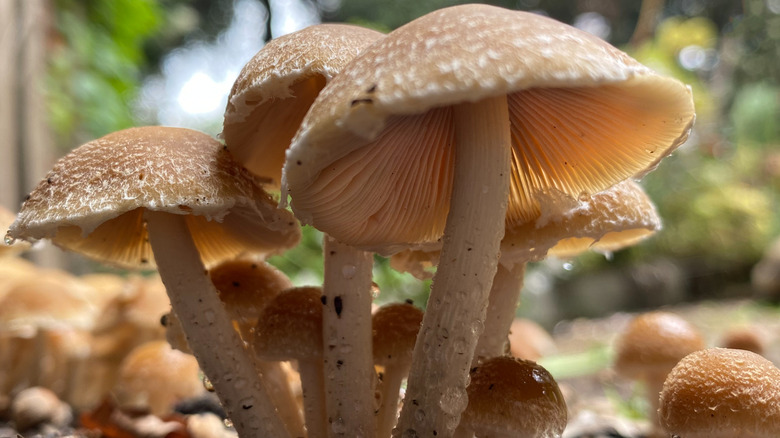 Cluster of wet white mushrooms growing in the ground