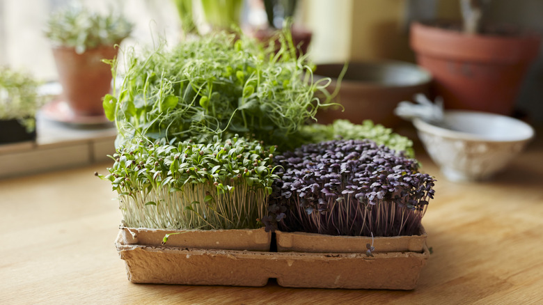 A tray of growing herbs on a kitchen bench