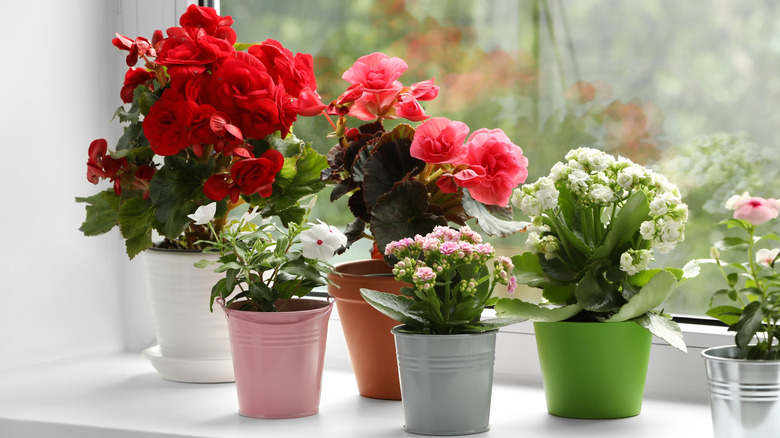 Potted flowers on a windowsill
