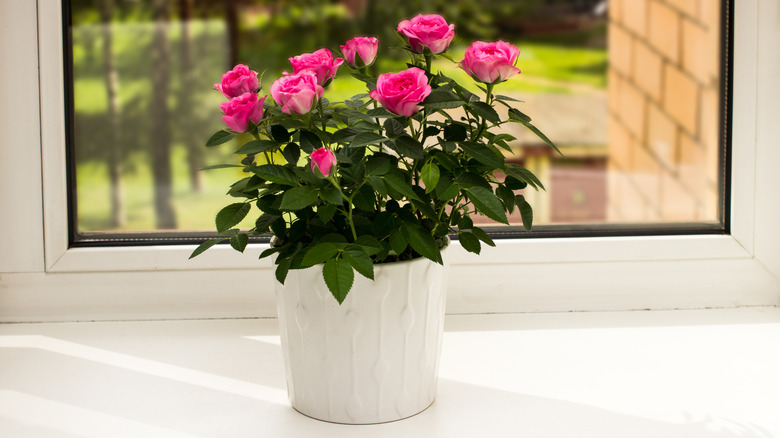 Miniature rosebush on a windowsill