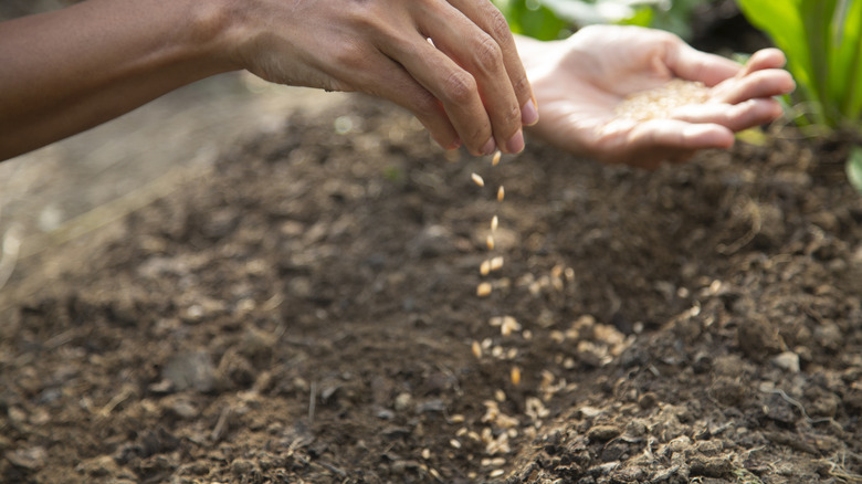 Person planting seeds