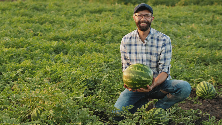 man harvesting a watermelon
