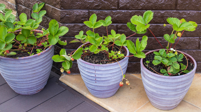 strawberry plants in planters