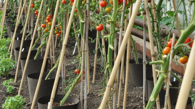 Tomato plants growing in a ring culture system