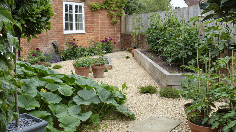 A garden with different plants in beds and pots surrounded by gravel paths