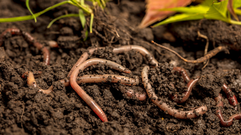 Closeup of a collection of earthworms in the the soil