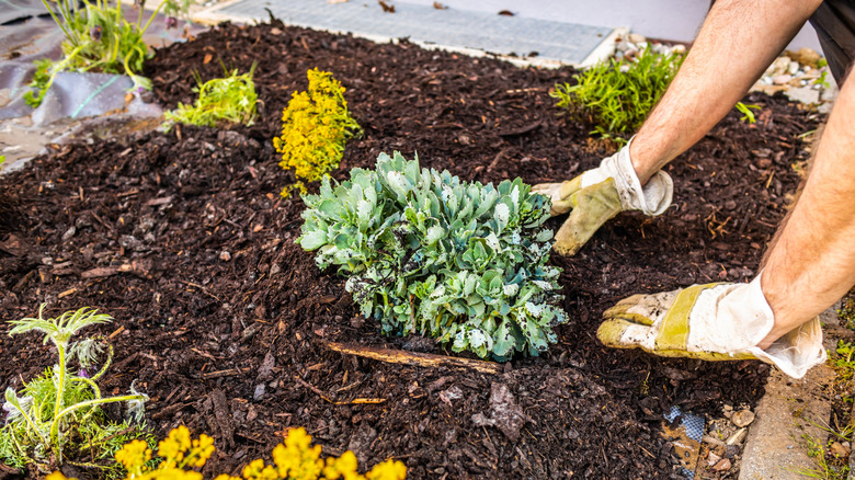 Person wearing garden gloves spreads mulch around plants.