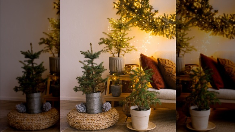 Potted minimalist, natural Christmas trees decorated with pinecones and lights