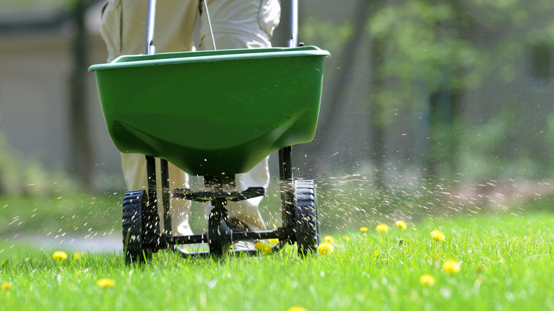 Man spreading fertilizer on lawn