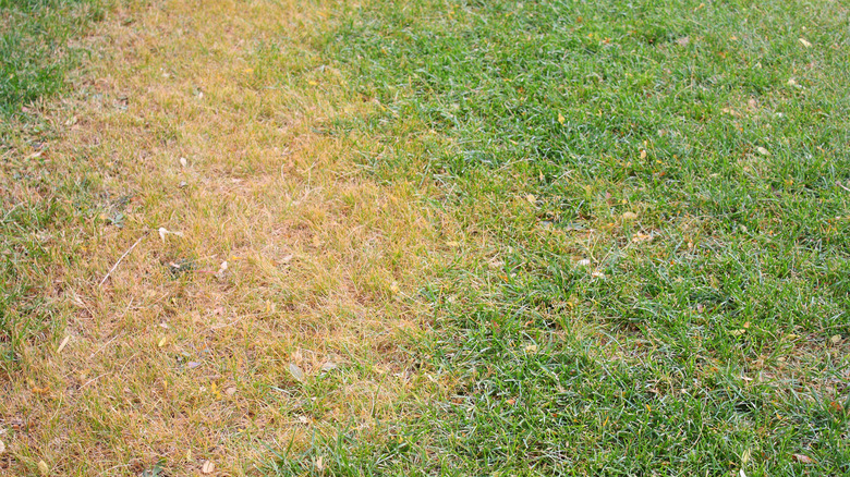 brown spots in over-fertilized lawn