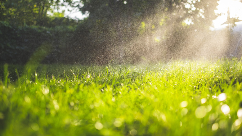 Grass growing under bright summer sun and mist