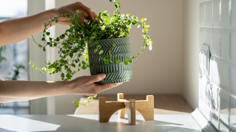 person placing pot on stand