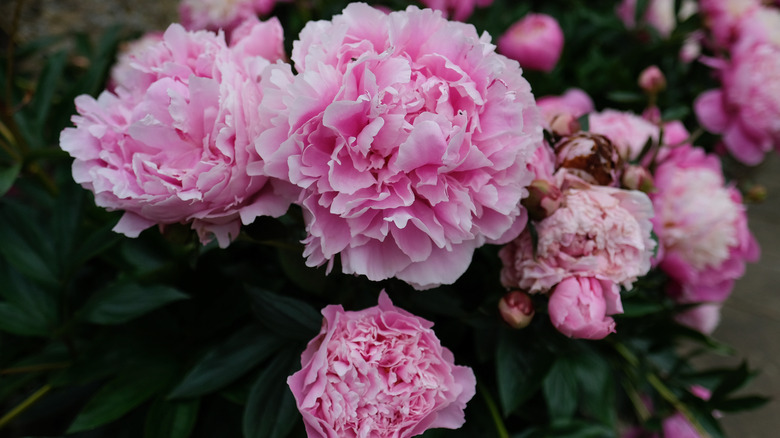 pink peonies 