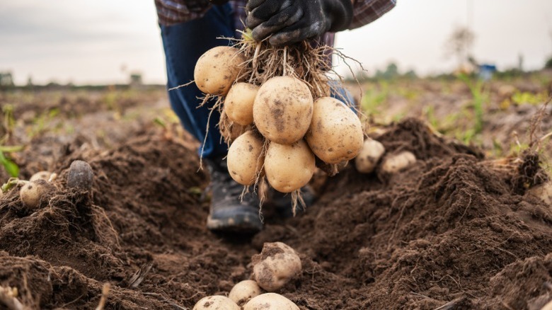Person holding a fresh harvest of potato tubers