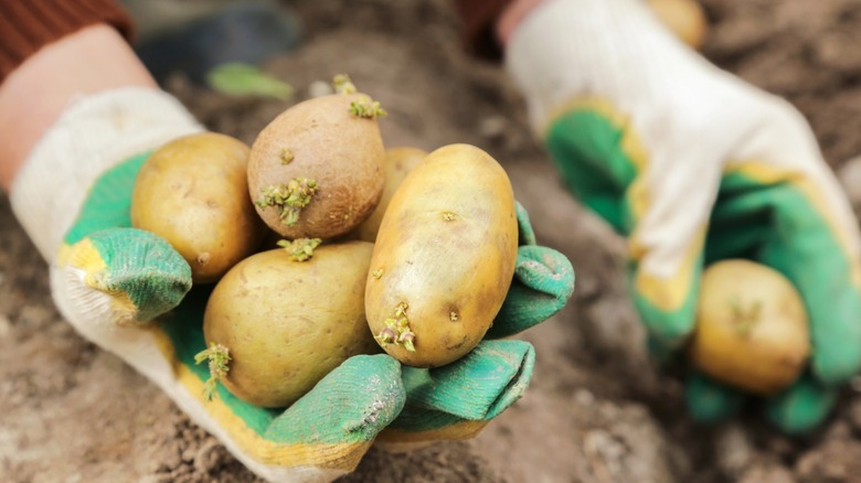 Person holding seed potatoes in gloved hands