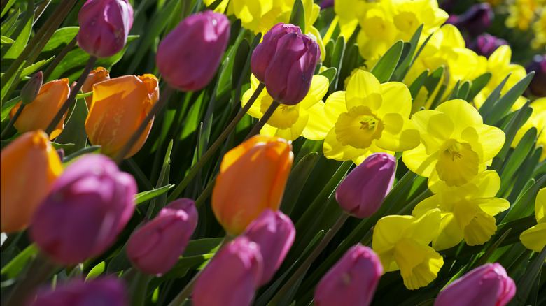 Tulips and daffodils